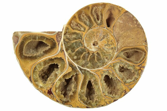 Jurassic Cut & Polished Ammonite Fossil (Half) - Madagascar #223261